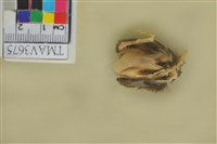 藏品(鷦鶯)的圖片